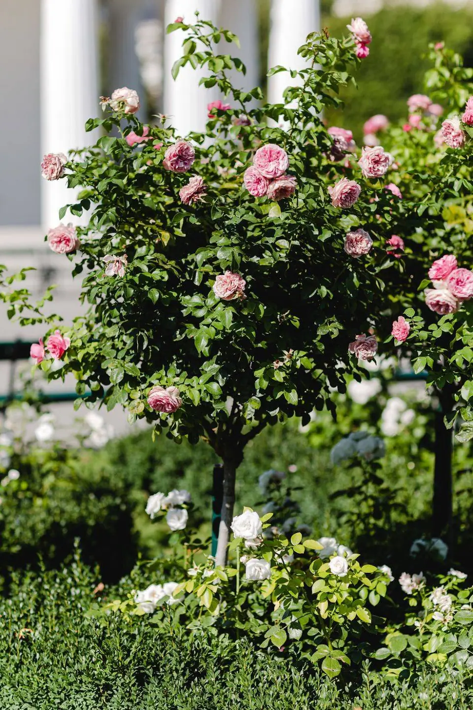 Summer elopement 5186f6fa30